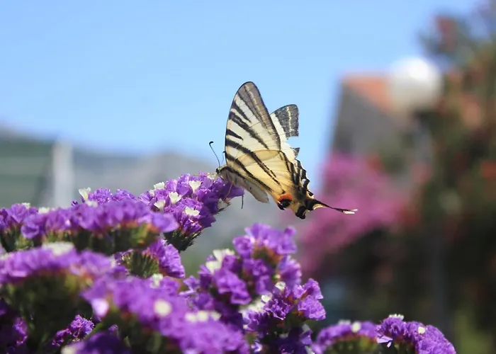 With Parking Space Orebic, Peljesac - 10196 *