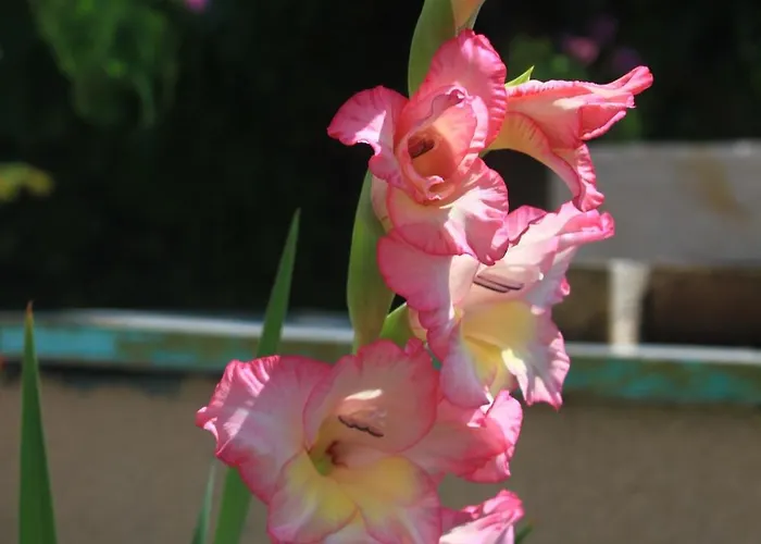 With Parking Space Orebic, Peljesac - 10196 * Orebić