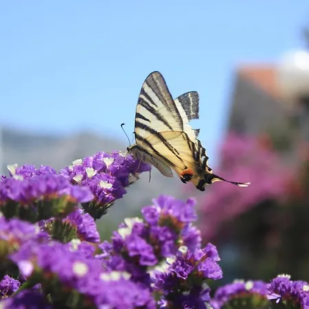 With Parking Space Orebic, Peljesac - 10196 *